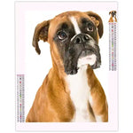 Diamond Painting Boxer Dog - Vignette | Broderie Diamant